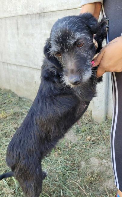 SZIRA - mini wyżełka szuka najlepszego domu