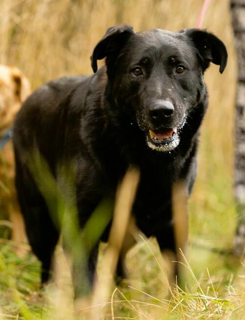 DANTE - piękny psiak w typie labradora szuka domu