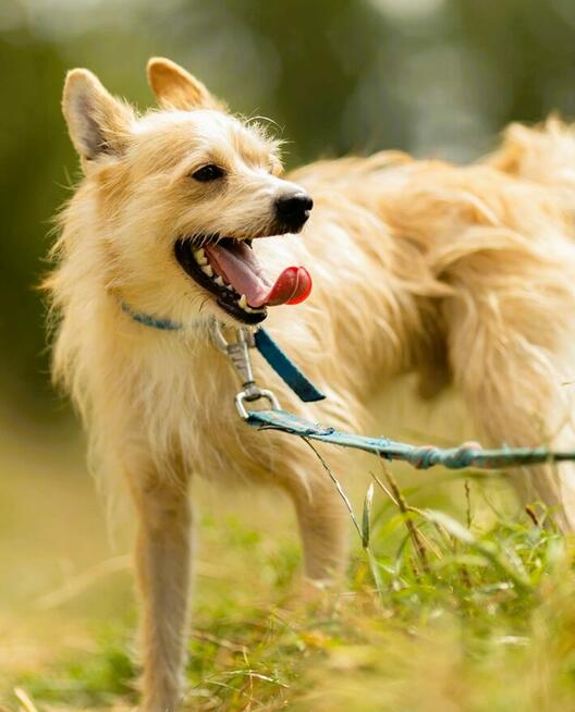 MIKI - cudowny 2 letni psiak do adopcji