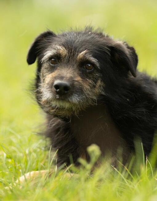 BRONUŚ - kochany psiak w typie terriera do adopcji