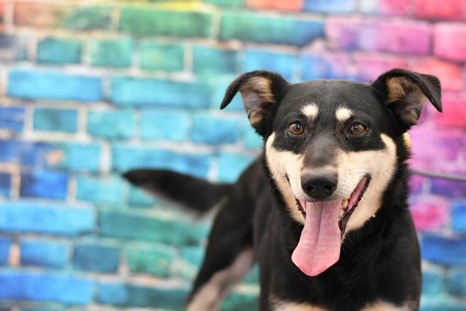 Seniorek Nikoś błaga o kochający domek!