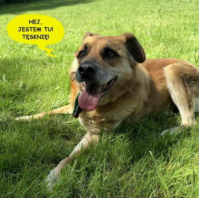 Wspaniały staruszek nie kochany przez nikogo BŁAGA o domek