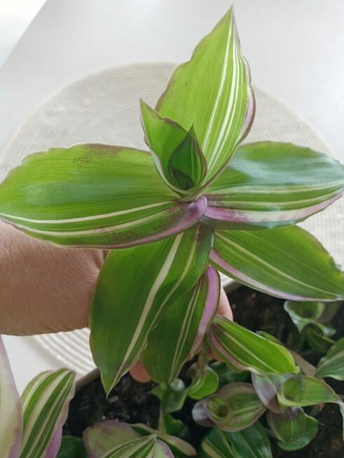 Calisia variegata trzykrotka ogon smoka duże gałazki