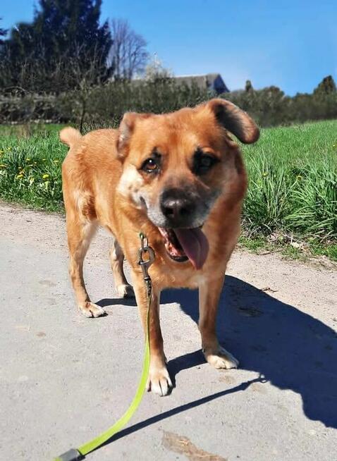 MISIO psi senior cudowny przez kochany marszy o domu