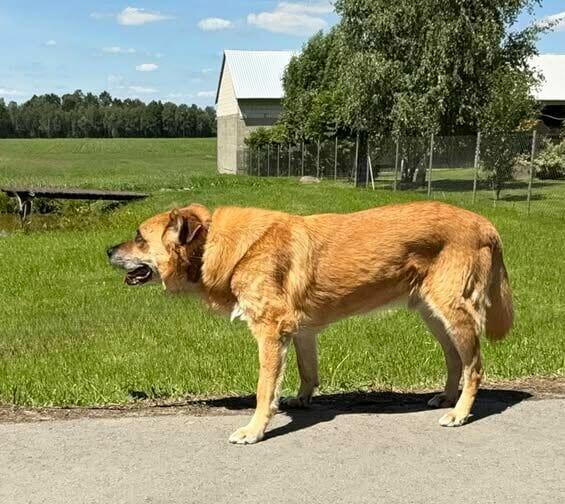 Wspaniały staruszek nie kochany przez nikogo BŁAGA o domek
