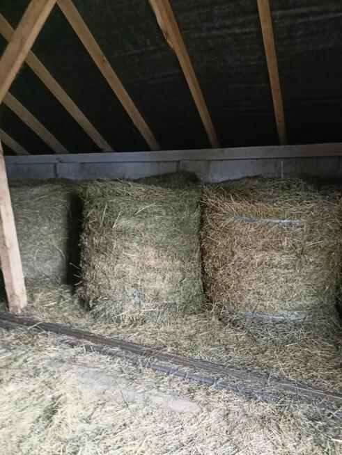 sprzedam słome i siano w balotach z pogodnego zbioru2025r