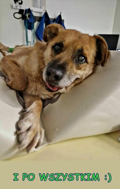 Wspaniały staruszek nie kochany przez nikogo BŁAGA o domek