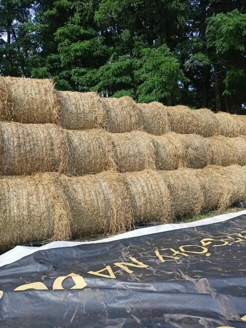 sprzedam słome i siano w balotach z pogodnego zbioru2025r