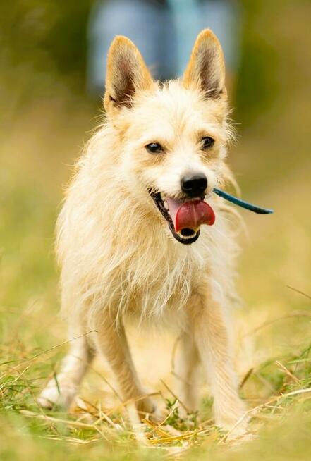 MIKI - cudowny 2 letni psiak do adopcji