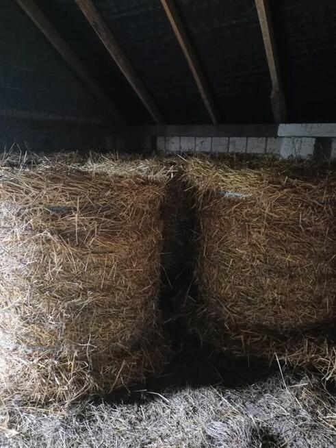 sprzedam słome i siano w balotach z pogodnego zbioru2025r