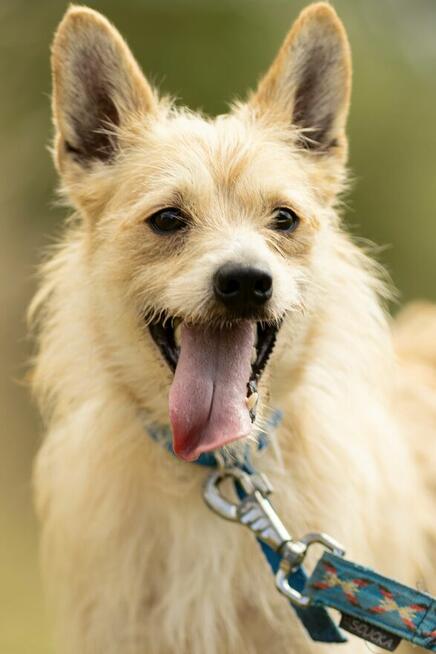 MIKI - cudowny 2 letni psiak do adopcji