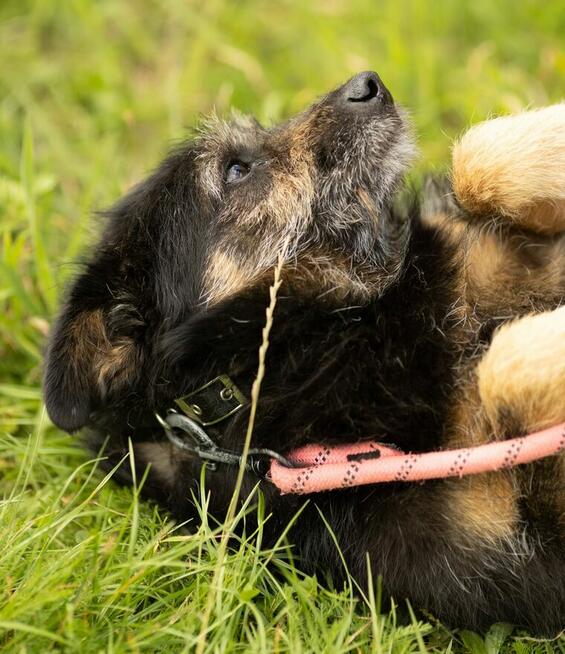 BRONUŚ - kochany psiak w typie terriera do adopcji