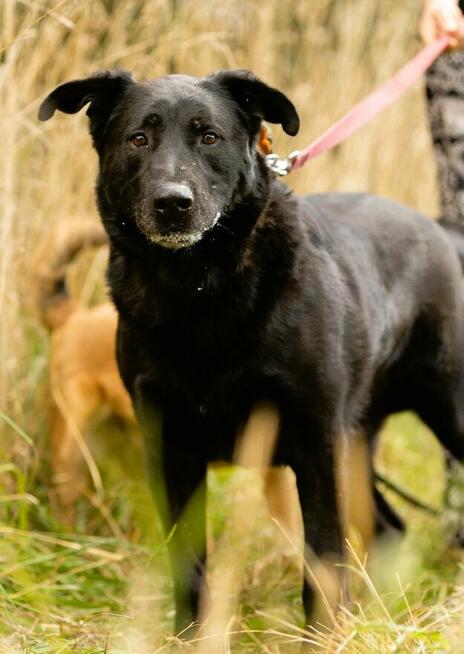 DANTE - piękny psiak w typie labradora szuka domu