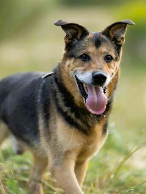 BRUTUSEK - cudowny kundelek szuka domu na jesień życia