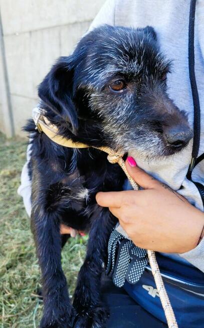 SZIRA - mini wyżełka szuka najlepszego domu