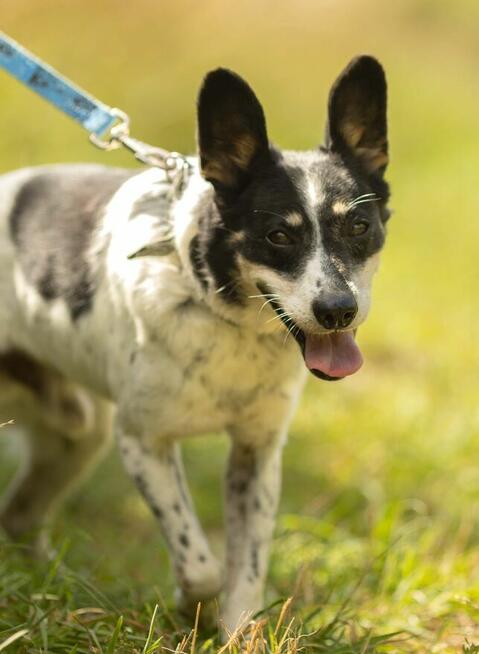 AZOREK - kochany seniorek szuka domu na jesień życia