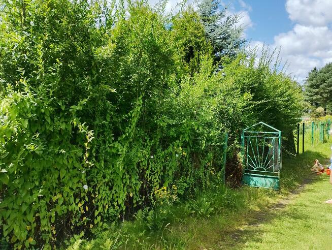 Przycinanie żywopłotów