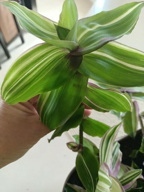 Calisia variegata trzykrotka ogon smoka duże gałazki