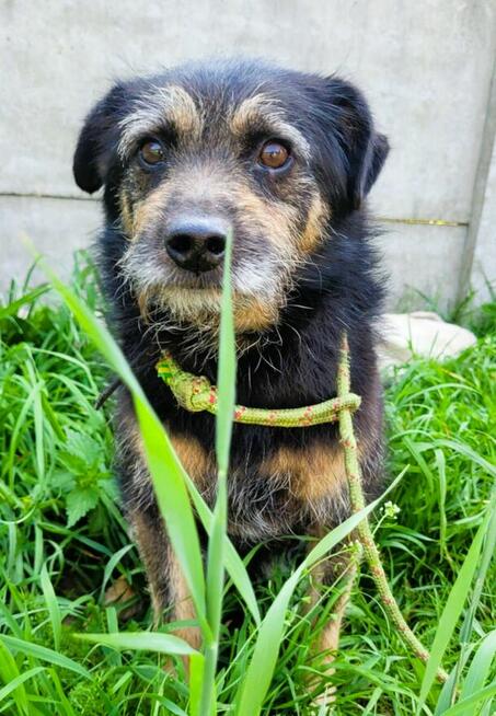 BRONUŚ - kochany psiak w typie terriera do adopcji