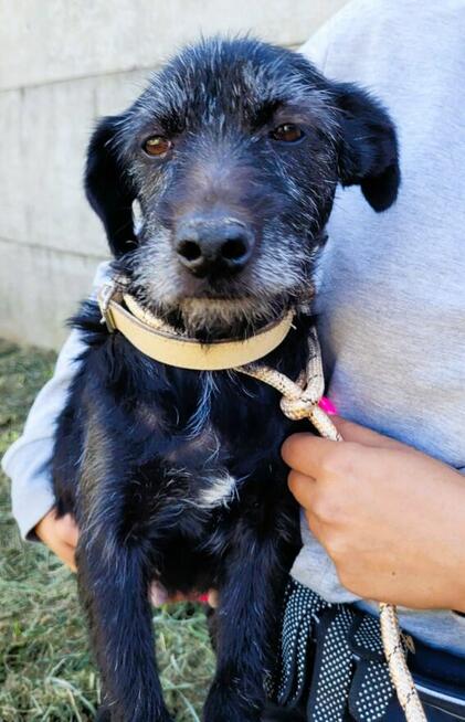 SZIRA - mini wyżełka szuka najlepszego domu