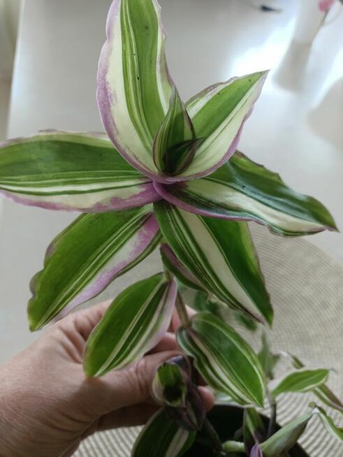 Calisia variegata trzykrotka ogon smoka duże gałazki