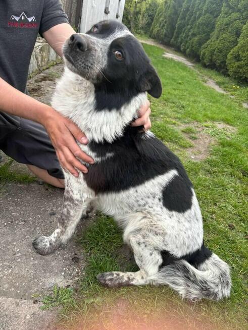 Kochany wesoły słodziak szuka odpowiedzialnego domu