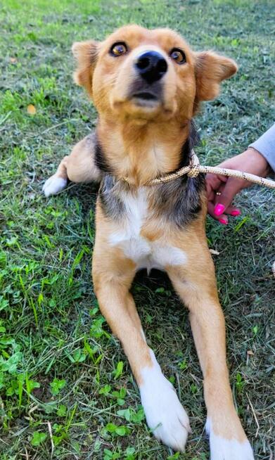 NELA - młoda sunia szuka super domu