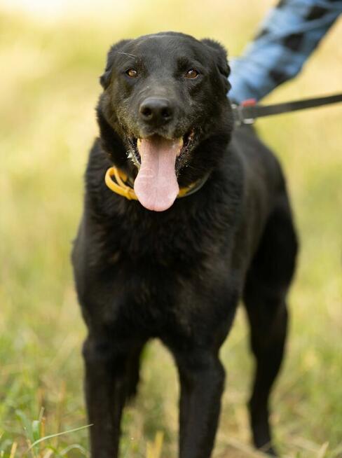 DANTE - piękny psiak w typie labradora szuka domu