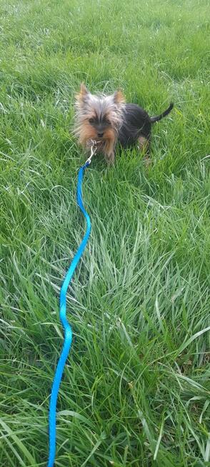 York mikro samiec na sprzedaż