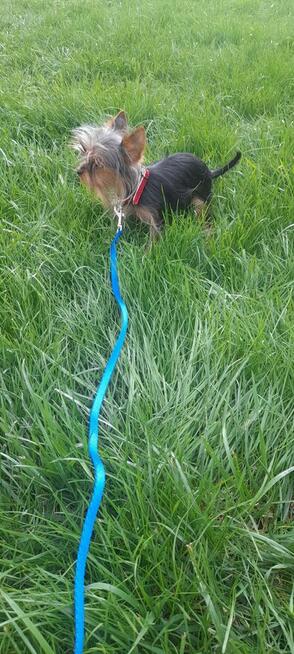 York mikro samiec na sprzedaż