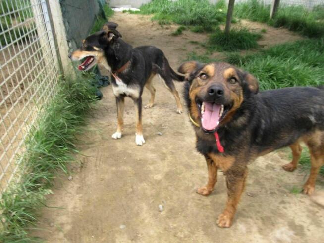 Proludzki, łagodny ZIUTEK szuka domu !! Do adopcji !!