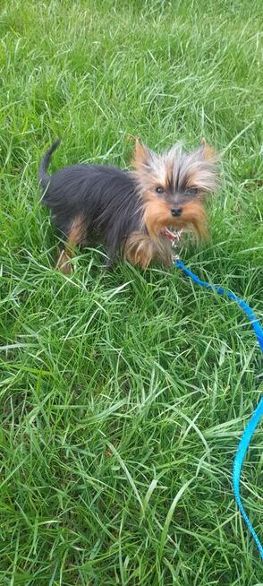 York mikro samiec na sprzedaż