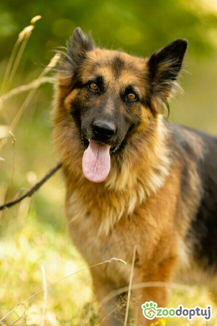 KORA - piękna sunia w typie owczarka szuka domu