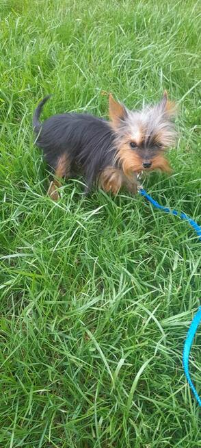 York mikro samiec na sprzedaż