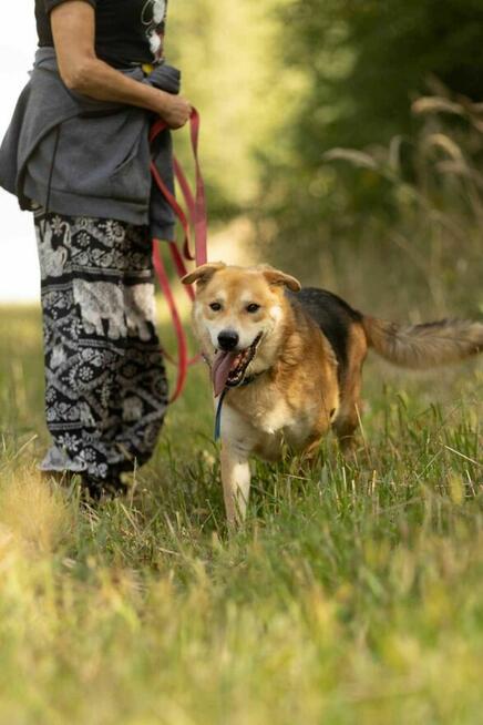 Cudny, pozytywny TAYLOR w typie owczarka szuka domu !!
