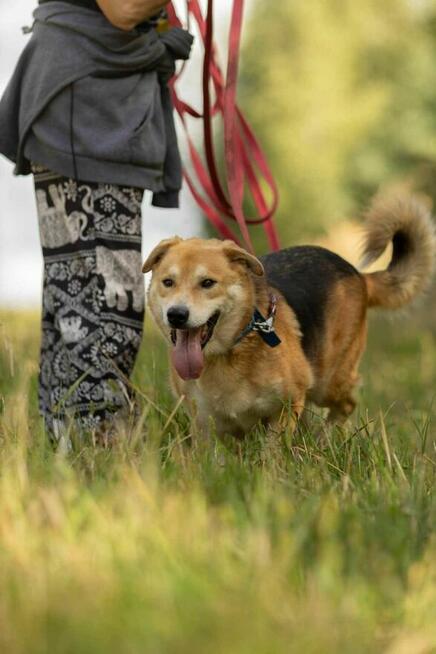 Cudny, pozytywny TAYLOR w typie owczarka szuka domu !!