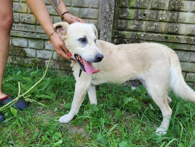 Pogodny, energiczny BORYSEK szuka domu !!