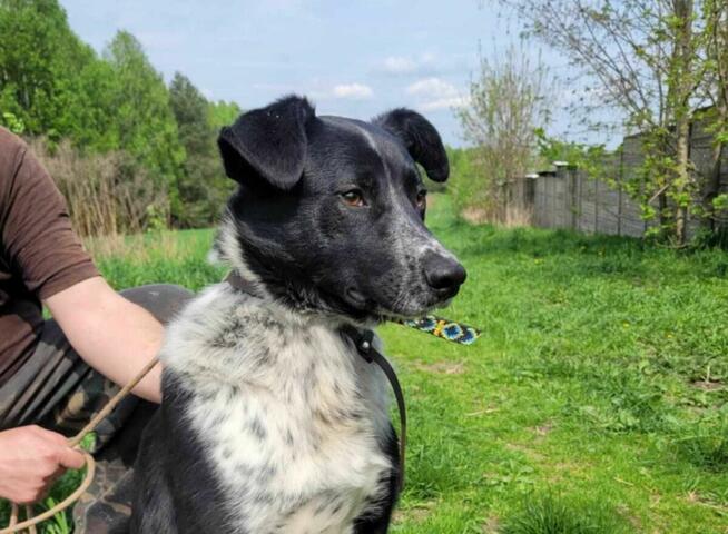Śliczny, młody FELIKS szuka kochającego domu !! Do adopcji !!