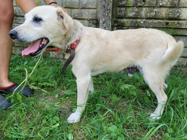 Pogodny, energiczny BORYSEK szuka domu !!