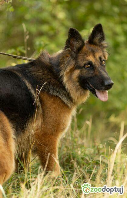 KORA - piękna sunia w typie owczarka szuka domu