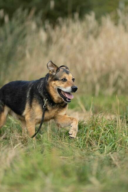 Poczciwy, przygnębiony BRUTUSEK pilnie szuka domu !! !!