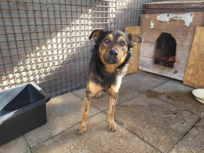 Proludzki, łagodny ZIUTEK szuka domu !! Do adopcji !!