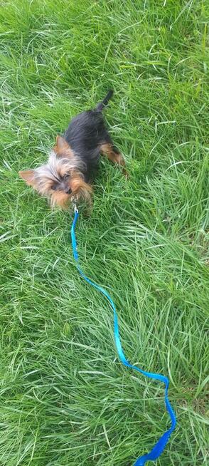 York mikro samiec na sprzedaż