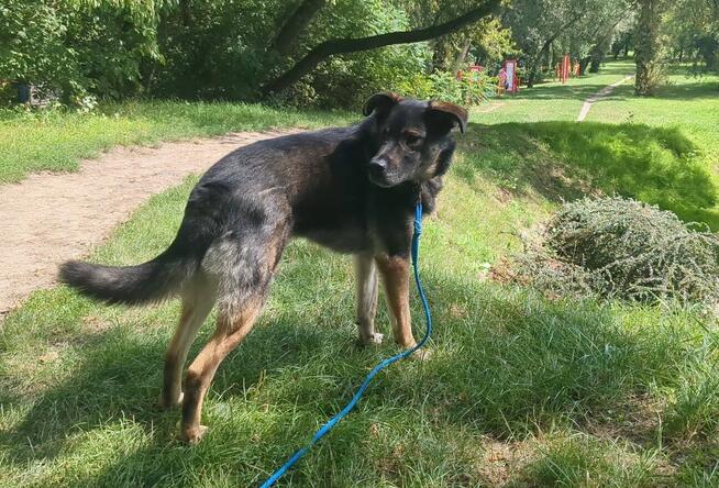 Ami - wspaniały, miejski, domowy pies szuka domu!