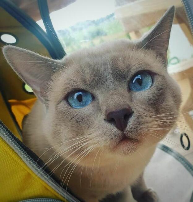 Koty rasy tonkijskiej