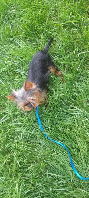 York mikro samiec na sprzedaż