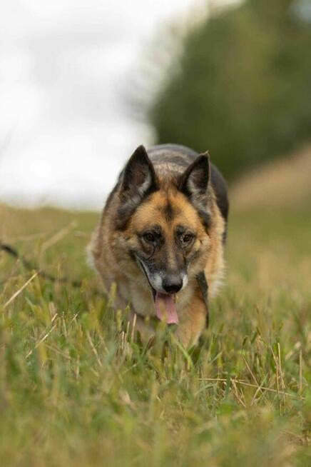 Proludzka LULU w typie owczarka szuka domu !! Do adopcji !!