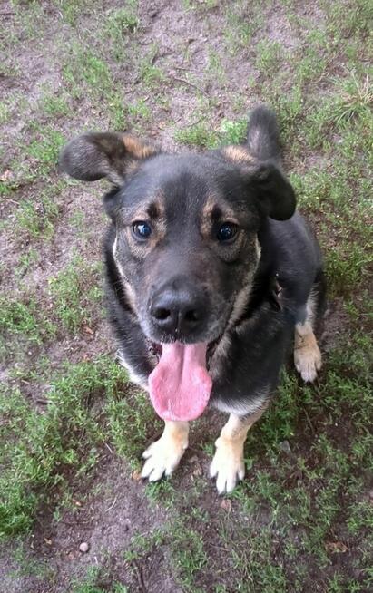 Ami - wspaniały, miejski, domowy pies szuka domu!