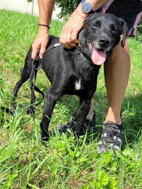 Delikatny, samotny GRZEŚ szuka domu !! Do adopcji !!