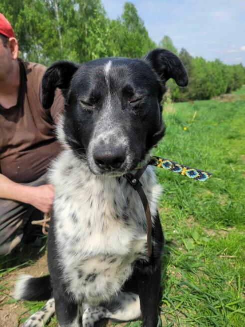 Śliczny, młody FELIKS szuka kochającego domu !! Do adopcji !!